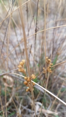 Juncus subsecundus