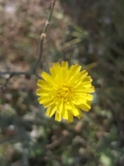 Launaea mucronata
