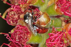 Hylaeus ruficeps ruficeps