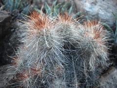 Mammillaria setispina