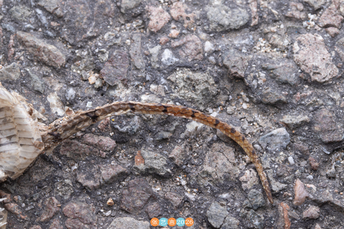 Protobothrops dabieshanensis