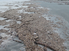 Spiochaetopterus costarum