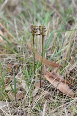 Genoplesium archeri