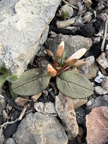Panamint Springbeauty (Claytonia panamintensis)