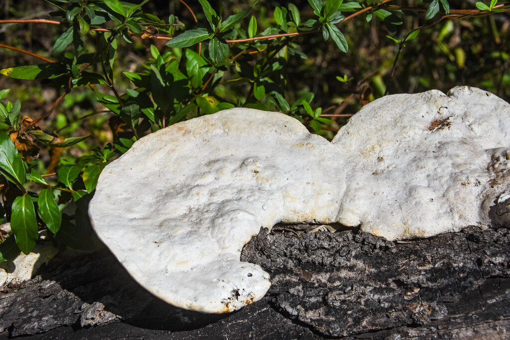 Trametes aesculi · March 2026 · photo: © greenjay6 (iNaturalist, cc-by-nc)