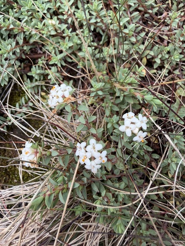 Pimelea prostrata observed 2026-03-11