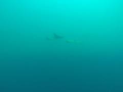 Rhinoptera steindachneri