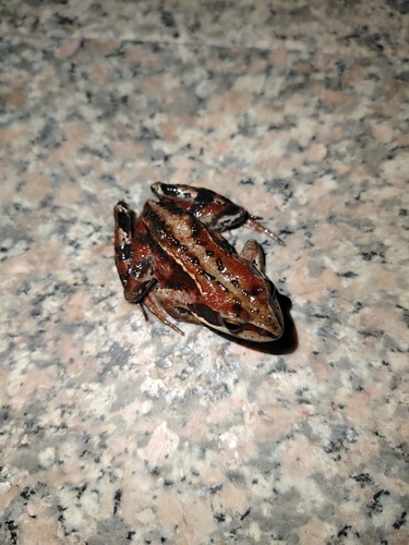 Siberian Wood Frog