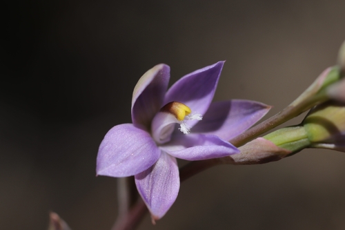 Colenso's Sun Orchid (Thelymitra colensoi)
