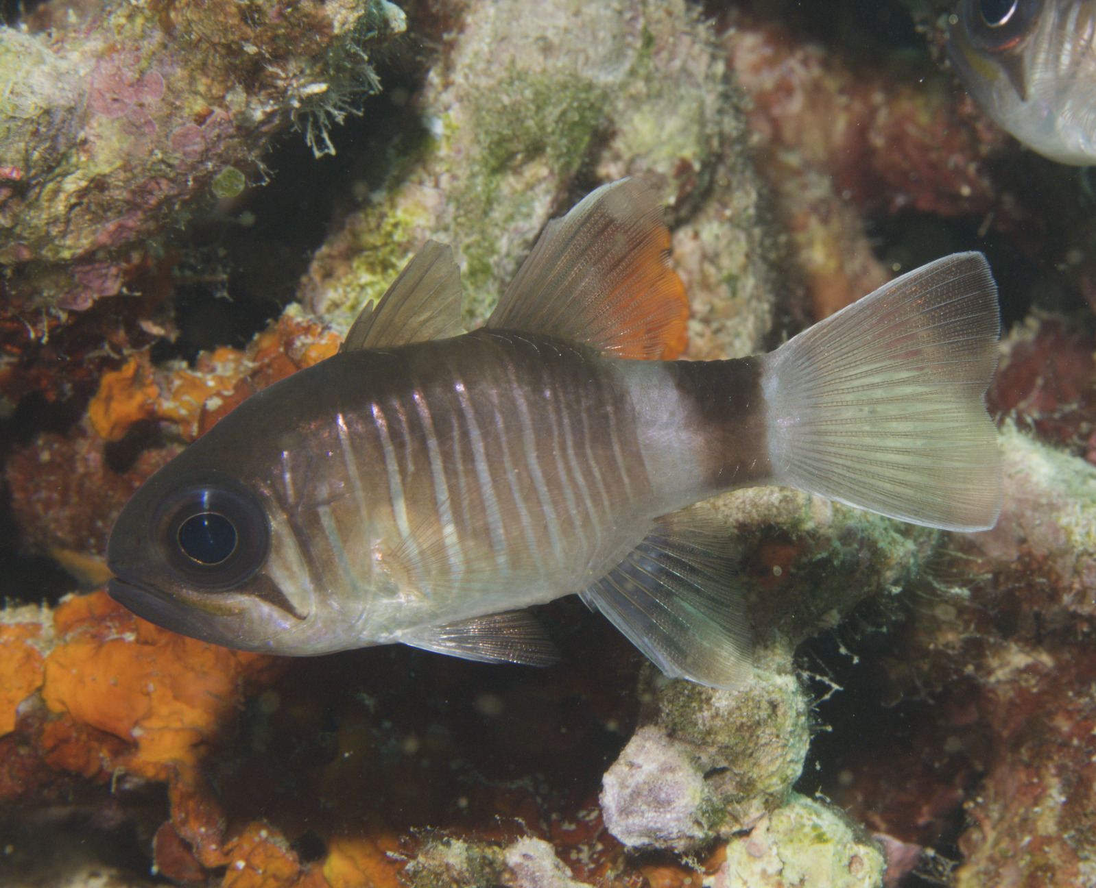 Look-Alike Cardinalfish photo 4