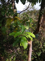 Ficus subpisocarpa