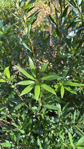 Pacific Wax myrtle (Morella californica)