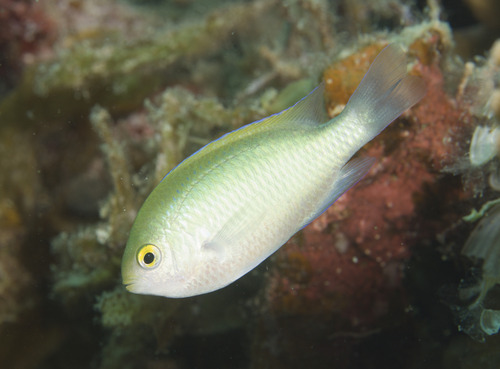 Smith's damsel (Pomacentrus smithi) — Pomacentridae — 4