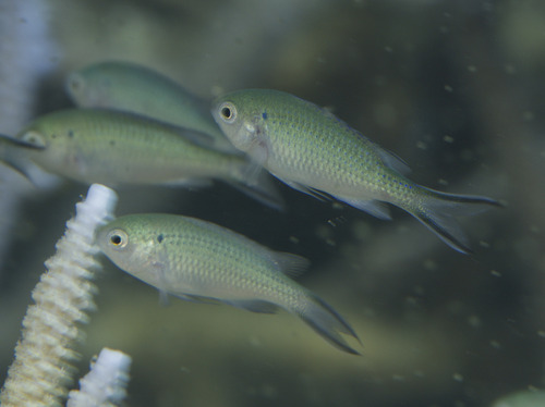 Neopomacentrus anabatoides observed 2026-03-09