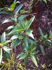 Melastoma sanguineum