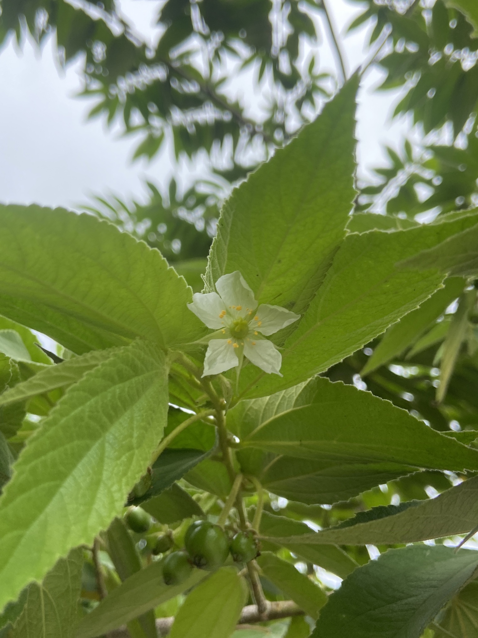 Muntingia calabura — ảnh 3