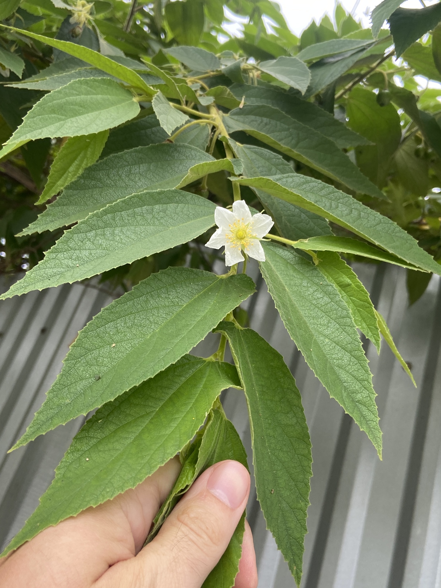 Muntingia calabura — ảnh 2