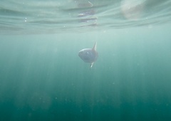 Mola mola