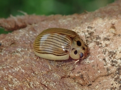 Paropsisterna intacta