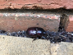 Adoryphorus coulonii