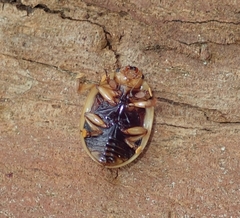 Paropsisterna intacta