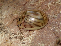 Paropsisterna intacta