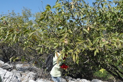 Lonchocarpus