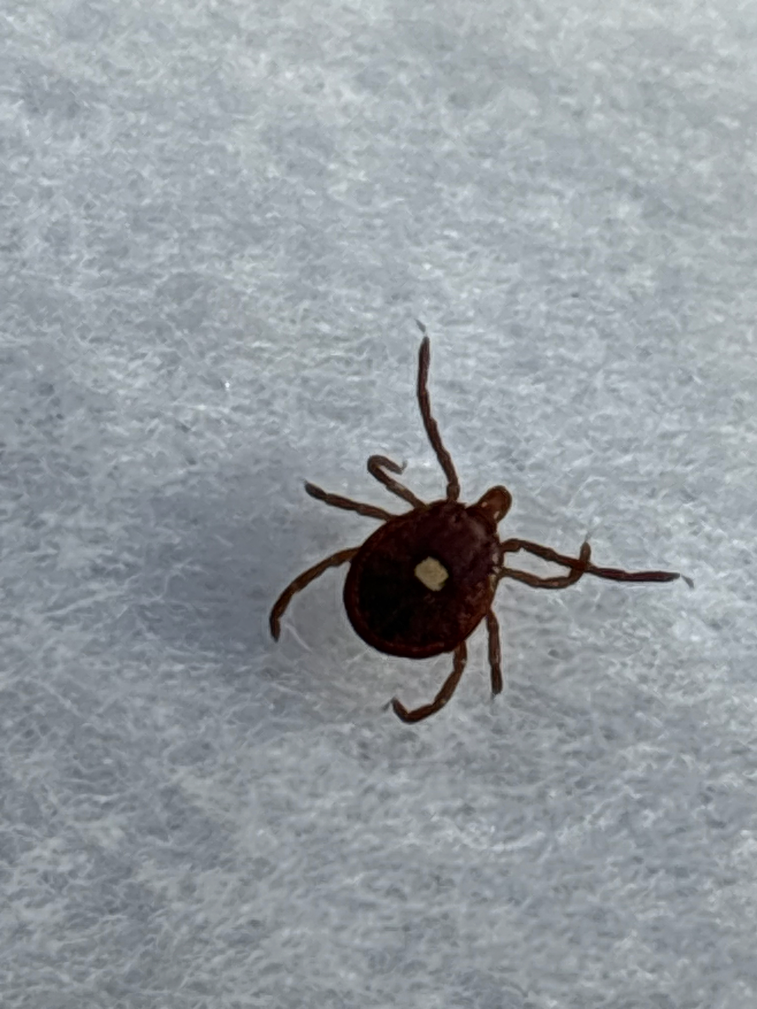 Amblyomma americanum Linnaeus, 1758