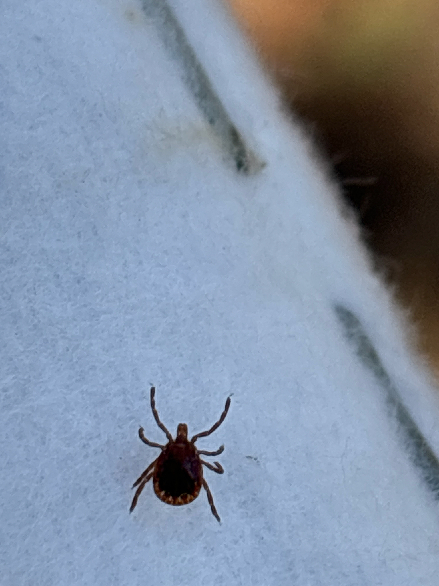 Amblyomma americanum Linnaeus, 1758