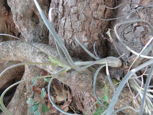 Tillandsia pseudobaileyi