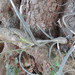 Tillandsia pseudobaileyi - Photo (c) Alexis López Hernández, some rights reserved (CC BY), uploaded by Alexis López Hernández