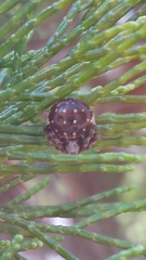 Araneus rotundulus
