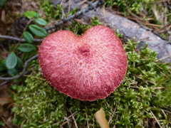 Suillus asiaticus