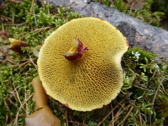 Suillus asiaticus