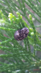Araneus rotundulus