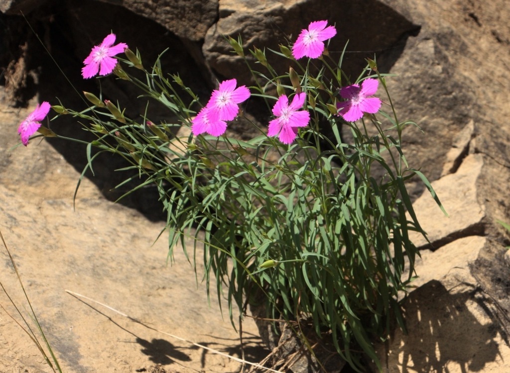 Clavelina (Dianthus chinensis) · NaturaLista Colombia