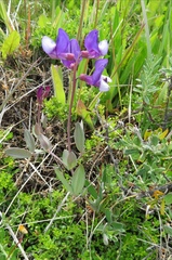 Lathyrus nervosus