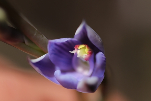 striped sun orchid (Thelymitra pulchella)