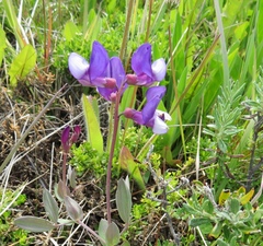 Lathyrus nervosus
