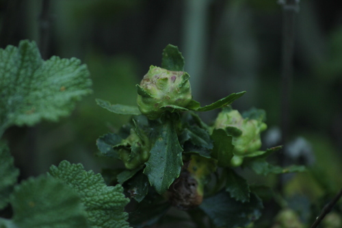 Unknown species found near McClellan Ranch Preserve, Cupertino, CA, USA