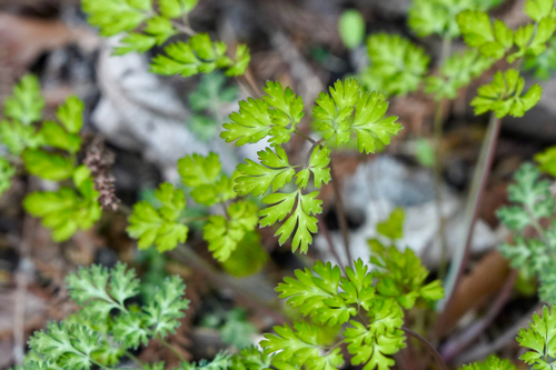 Corydalis incisa f. pallescens iNat (1)