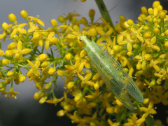 Nineta vittata