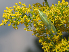 Nineta vittata