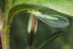 Nineta vittata