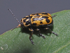 Pachybrachis sinuatus