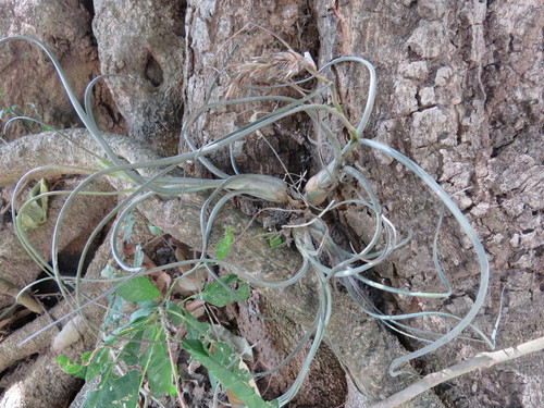 Tillandsia pseudobaileyi, photograph 4
