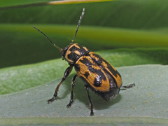 Pachybrachis sinuatus