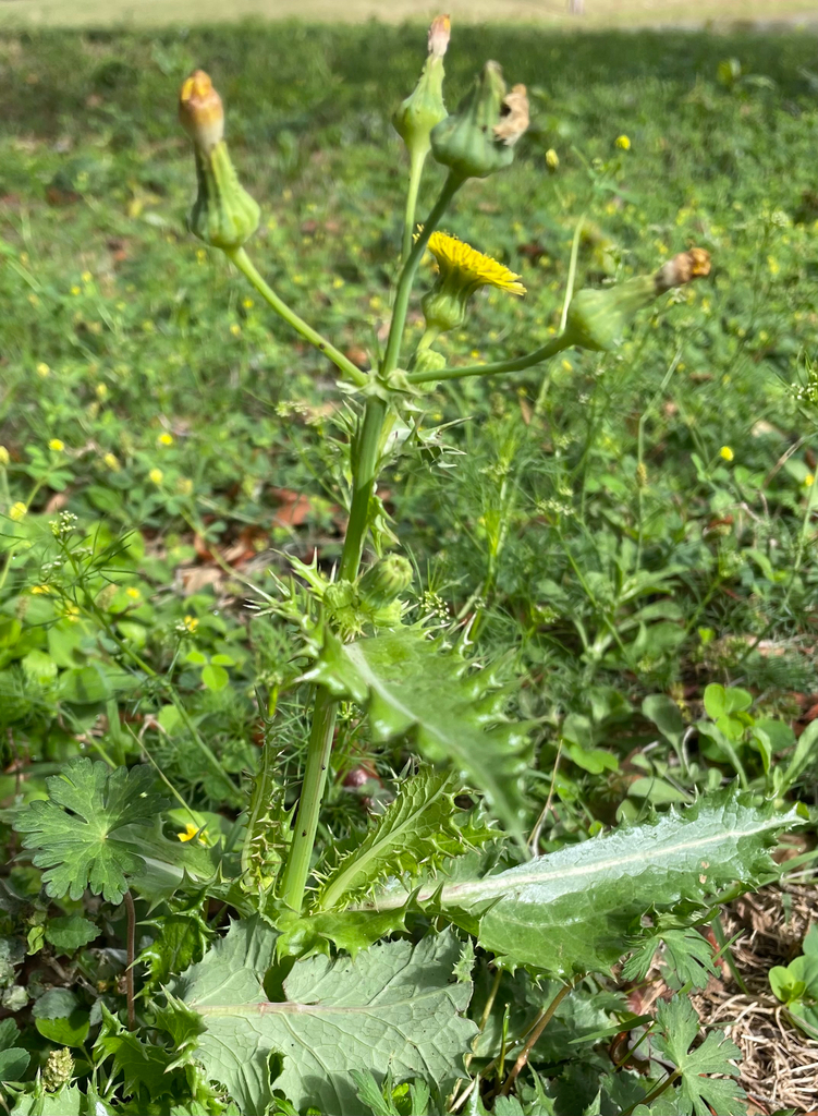 dandelions, hawksbeards, and rattlesnake roots from USF Beard Dr, Tampa ...