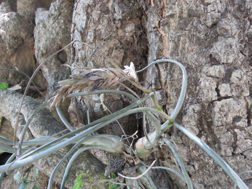 Tillandsia pseudobaileyi, photograph 5