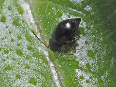 Longitarsus anchusae